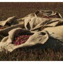 Cranberry sacks