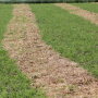 Rained_on_Hay