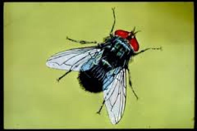 A nuisance to animals and people, adult flies continue to lay eggs if adult fly and larval populations are not controlled.