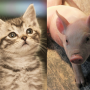 Cat and Pig