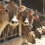 Jersey cows.