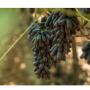 IFG's Sweet Sapphire grapes.