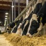 Holstein Cow