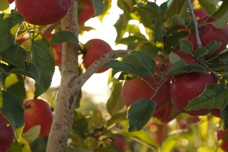 Autumn Glory apples on the tree