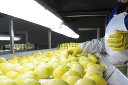 U.S. allows system approach for Chilean lemons