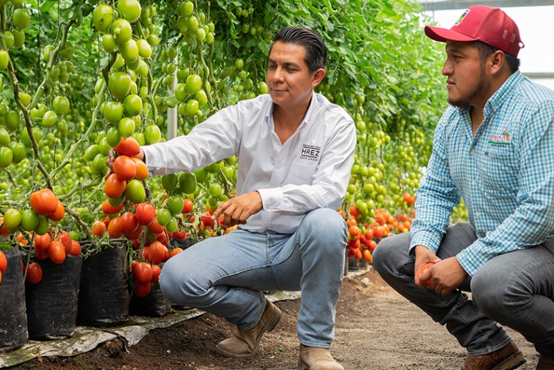 Two men inspect High Resistance by Enza Zaden varieties of tomotoes