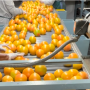 Oranges on conveyor