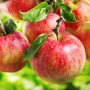 apples