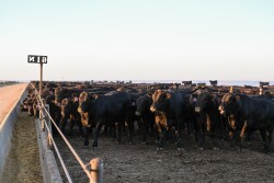 Cash cattle prices traded higher