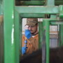 BT_Cattle_Vaccination