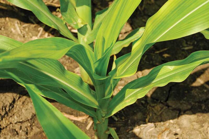 Classic symptoms of zinc deficiency (interveinal yellowing or white streaks between leaf veins on the lower half of the leaf) were visible in corn plants throughout this field. Seed was planted into cold, wet soil with a high pH.