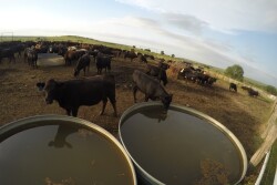 BT_Cattle_Water_Tank