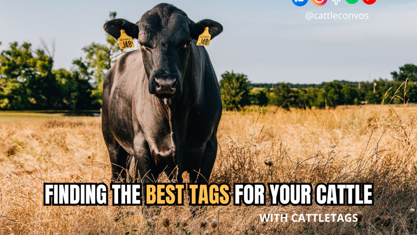 Python Cattle Tags Dogs Know Your Options for Tagging Cattle - Drovers