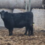 NDSU cow