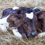 Dairy Calf Holstein_Adobe Stock