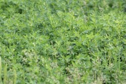 alfalfa
