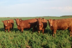 Mushrush_Argentina_Heifers.jpg