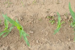 “Corn’s not supposed to be this tall” in mid-June, McCune, who can trace his family’s farm roots as far back as 1857, said. “It’s supposed to be this tall,” as he gestures just below his waist.

