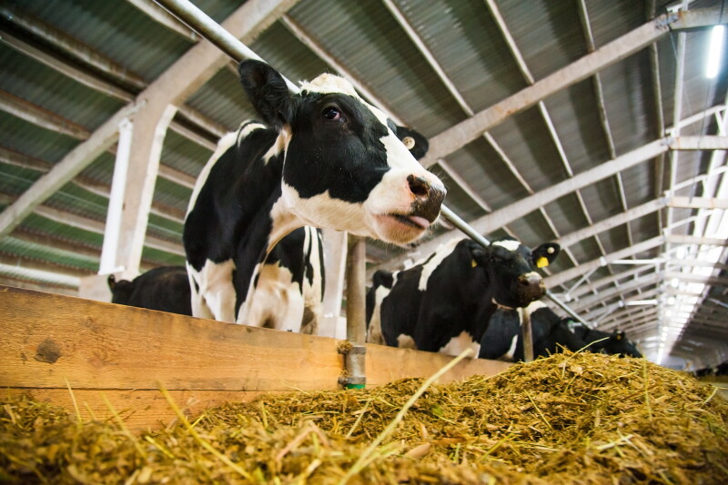 bigstock-Cows-In-A-Farm-Dairy-Cows-164617451.jpg