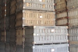 Crates Of Vegetables