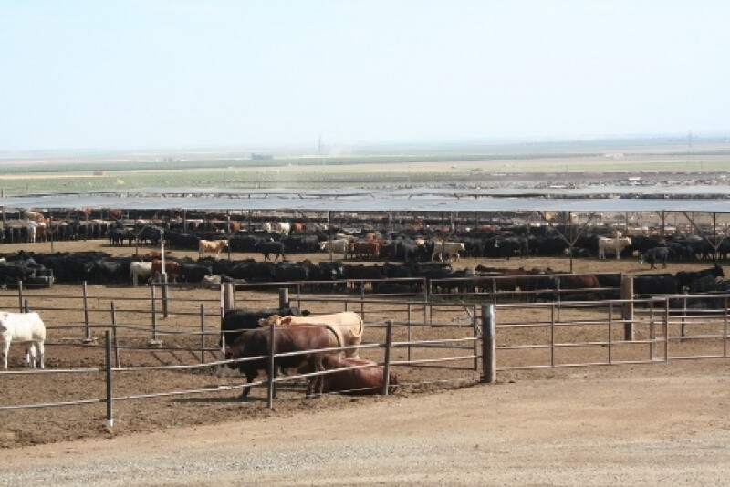 During the PMI, the calves acclimate to their new environment, stress levels decline, feed intake increases and immune suppression drops off, in part due to immune response to existing pathogens.