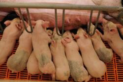 Piglets_Farrowing_Pork_Sow