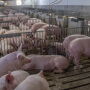 Pigs at K-State