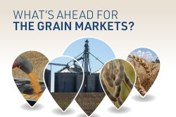 Grain Market Outlook