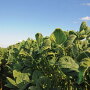 Research is underway to get concrete answers to the dicamba dilemma before next season.