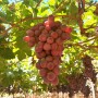 Chilean grapes