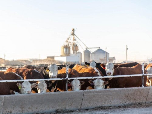Hereford feedlot