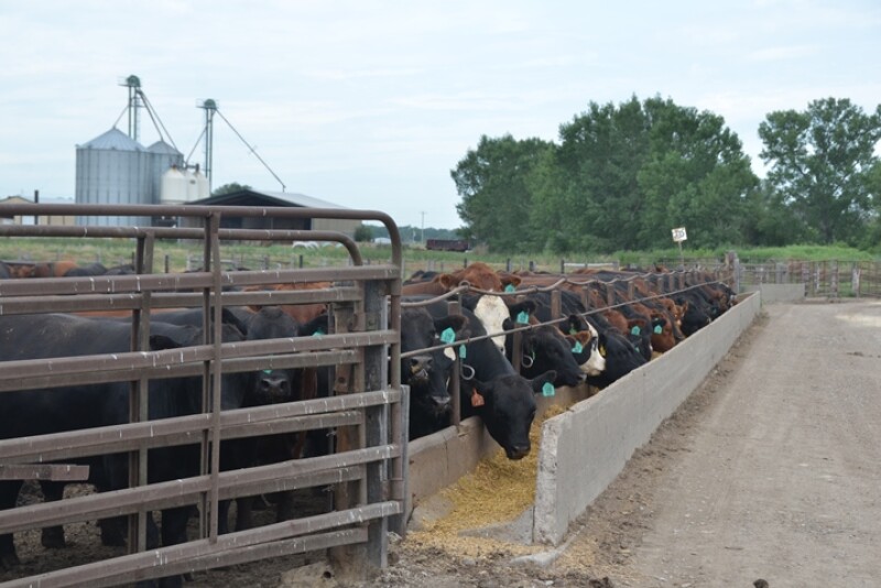 Feedlot Steers Mill Bunk