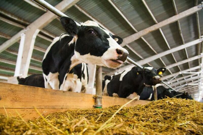 Cows eating.