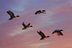 eurasian-wigeon(1).jpg