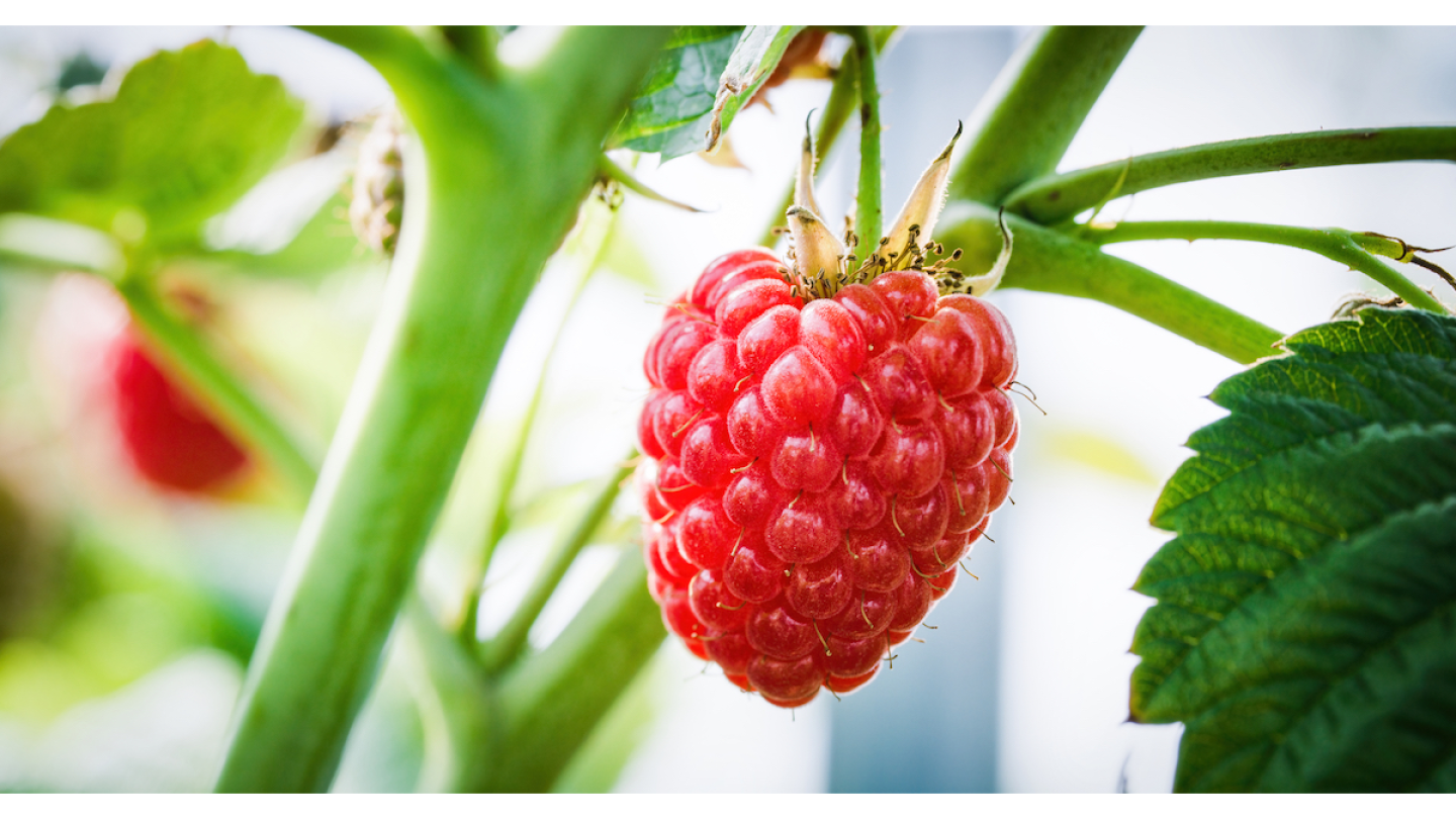 Naturipe Farms celebrates peak raspberry harvest - The Packer
