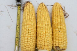 2015-crop-tour-nebraska-corn-measure