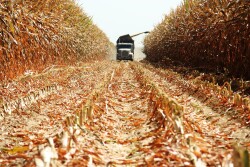  If you can’t get high yields, it may be cheaper to buy feed.