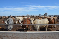 BT_Feedlot_Cattle