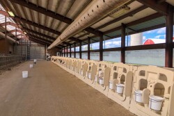 When building or remodeling a calf facility, there are five key factors every producer needs to keep in mind.
