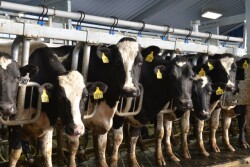 The dry period is a time to allow a cow to rest and prepare herself for the next lactation. However, the drying off process can be incredibly stressful for the animal. 
