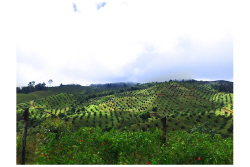 Colombia avocado groves