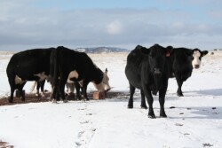 Year-around mineral supplementation takes diligence, but can pay off in reproduction, health and performance.