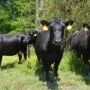 BT_Cull_Cows_Kentucky_Angus