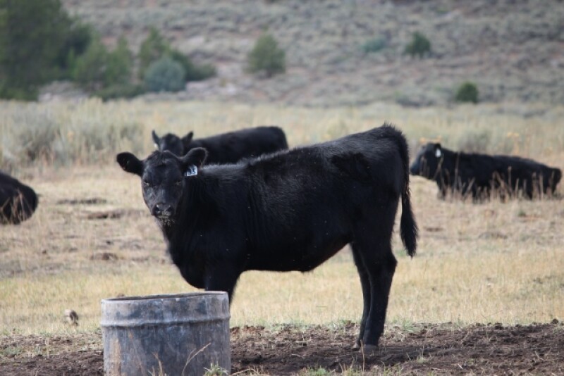 Ionophores have been used for many years in the beef and poultry industries for improved feed efficiency and control of coccidiosis