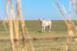 Drought cows