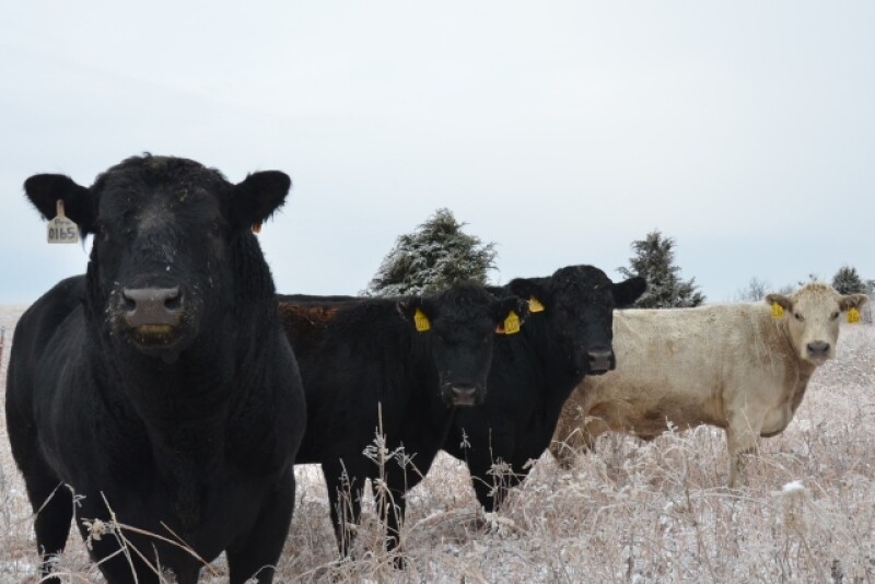 BT_Bulls_and_Cows
