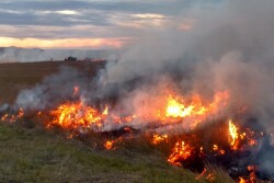 Wildfire