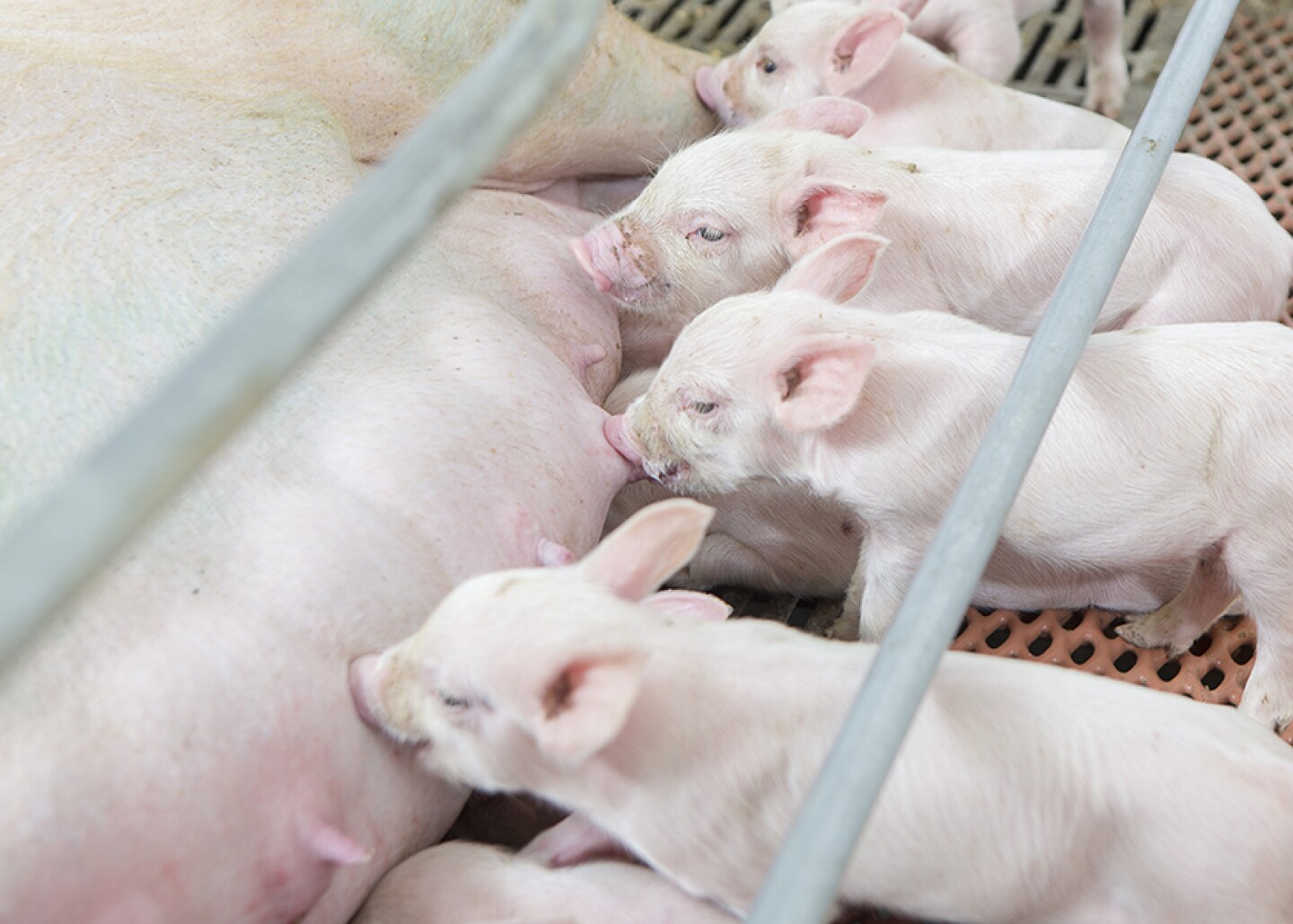 Sow nursing