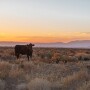 Federal lands grazing