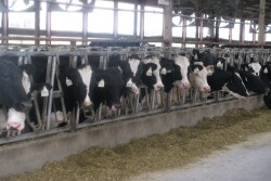 Dairy Lockup_Maureen Hanson